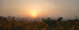 المدونة